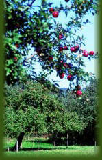 obstbaum_neu02